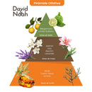 Pyramid diagram of fragrance notes for David & Noah By Baby Jolie body wash and perfume, labeled with top, middle, and base notes.